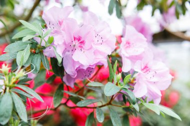bir Botanik Bahçesi güzel açelya çiçek