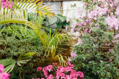 bir Botanik Bahçesi güzel açelya çiçek