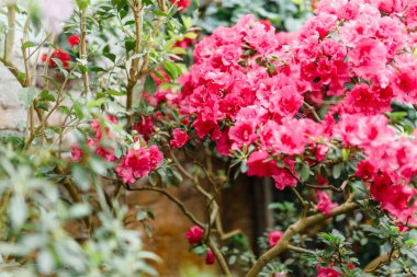 bir Botanik Bahçesi güzel açelya çiçek