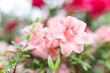 bir Botanik Bahçesi güzel açelya çiçek