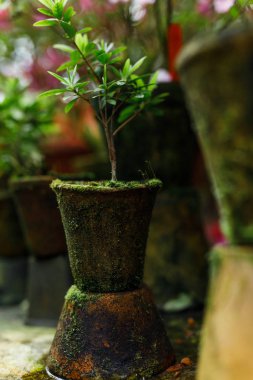 bir Botanik Bahçesi güzel açelya çiçek