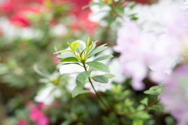 bir Botanik Bahçesi güzel açelya çiçek