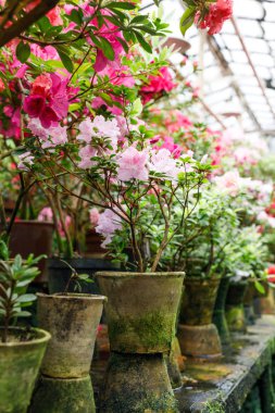 bir Botanik Bahçesi güzel açelya çiçek
