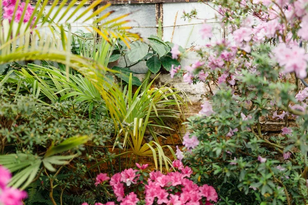 bir Botanik Bahçesi güzel açelya çiçek