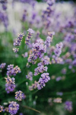 çiçeklenme lavanta çiçek atış kapatın