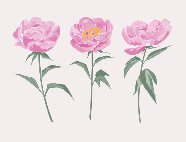 Pink peony bloom illustration. manual graphics. for postcards, patterns, weddings — Stock Photo, Image