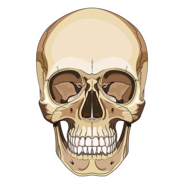 İnsan kafatası, el ile çizilmiş illüstrasyon vektör siyah, izole