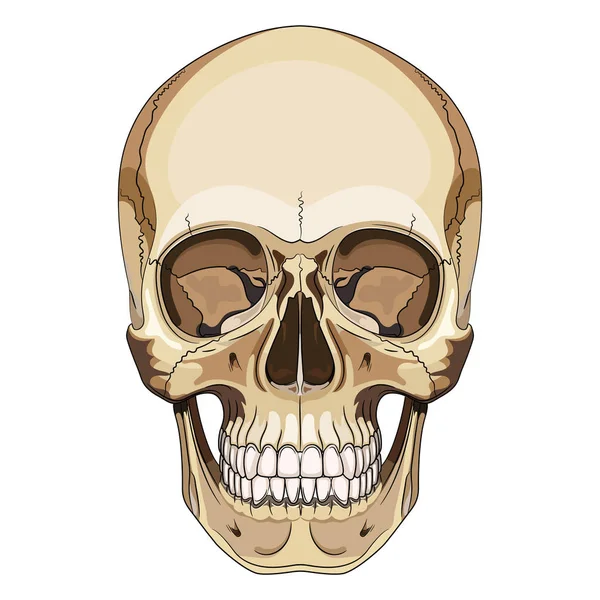 Crânio Humano Desenhado Mão Isolado Sobre Preto Ilustração Vetorial — Vetor de Stock