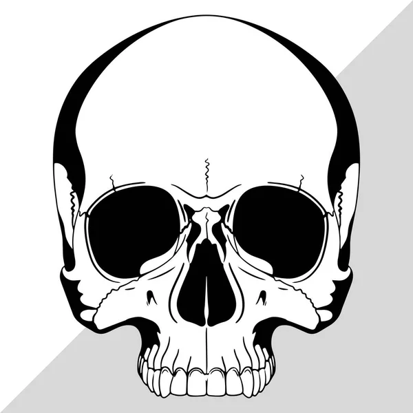 Calavera Humana Dibujada Mano Aislada Negro Ilustración Vectorial — Vector de stock