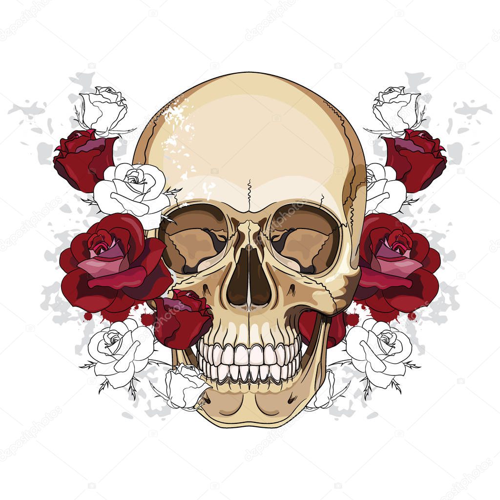 Design with a human skull and red roses, isolated on white, vector illustration