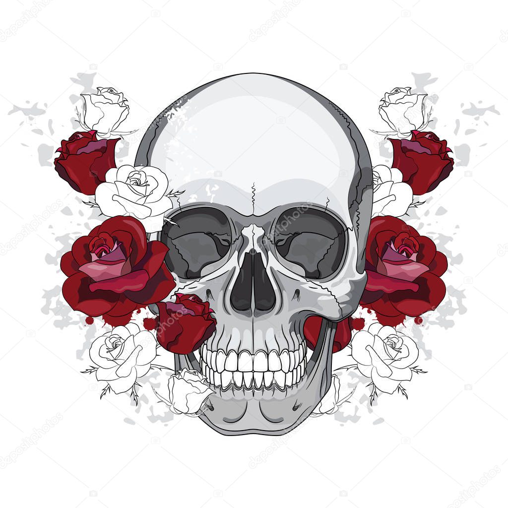 Design with a human skull and red roses, isolated on white, vector illustration