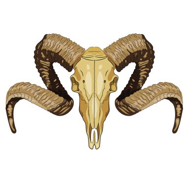 Ram bighorn kafatası