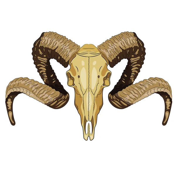 Ram bighorn kafatası — Stok Vektör