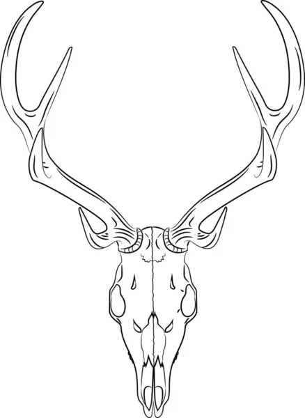 Черно-белый череп оленя — стоковый вектор