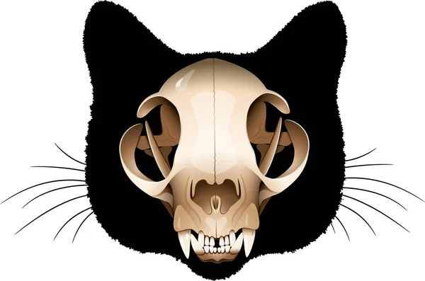 Kat schedel — Stockvector