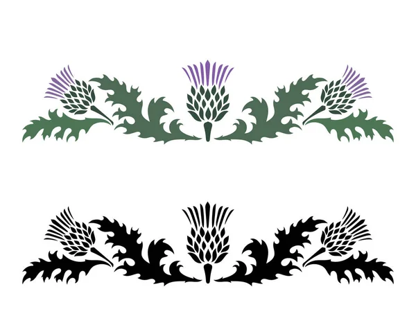 Cardo. Onopordum acanthium. Cardo escocés — Archivo Imágenes Vectoriales