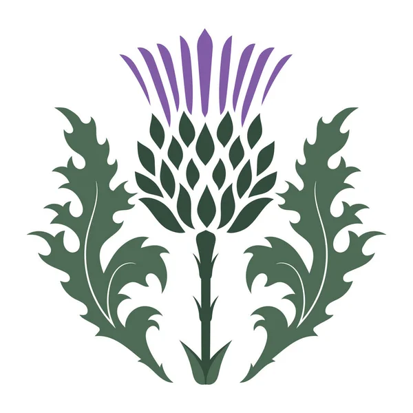 Thistle. Onopordum acanthium. Scottish Thistle — Stock Vector