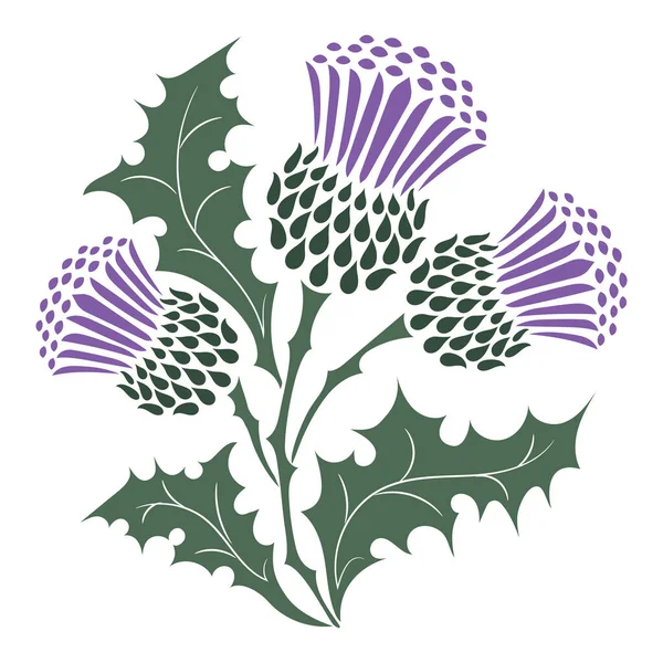 Thistle. Onopordum acanthium. Scottish Thistle — Stock Vector