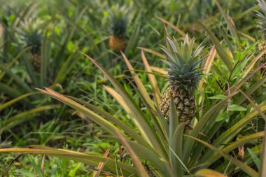 Bahçede büyüyen ananas tropikal meyve. doku için alan