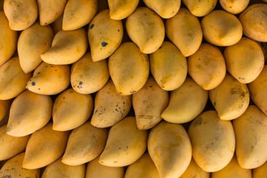 Açık hava çiftçi pazarında sergilenen taze renkli tropikal mangolar.