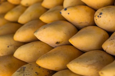 Açık hava çiftçi pazarında sergilenen taze renkli tropikal mangolar.