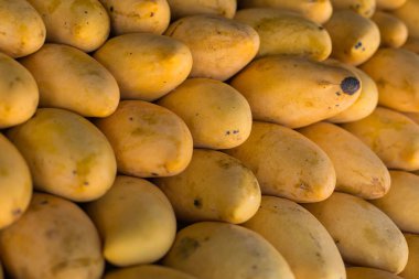 Açık hava çiftçi pazarında sergilenen taze renkli tropikal mangolar.