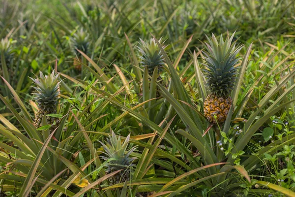 Ananas Tropisch Fruit Groeit Tuin Ruimte Voor Textuur — Stockfoto