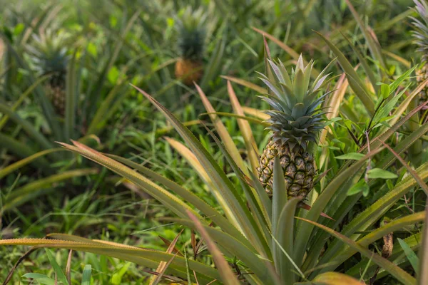 Bahçede büyüyen ananas tropikal meyve. doku için alan