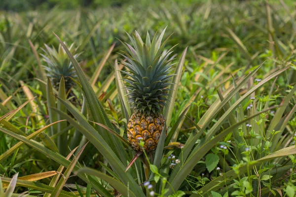 Bahçede büyüyen ananas tropikal meyve. doku için alan