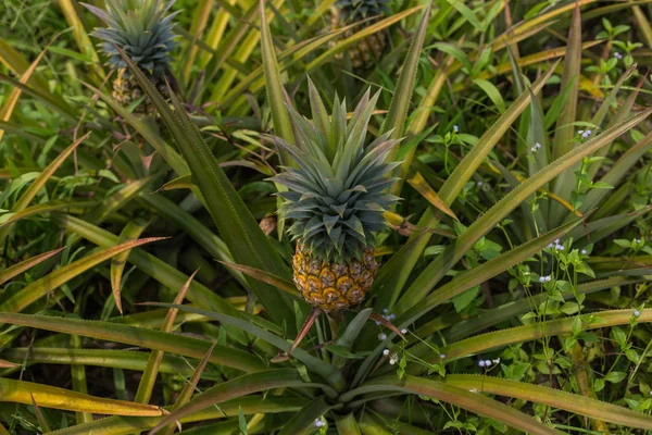 Bahçede büyüyen ananas tropikal meyve. doku için alan