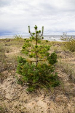 Altın sonbahar, altın listeleri, panorama görünüm ağaçlar