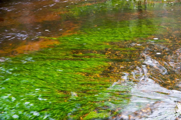 Grüner Wasserstrom Sommerfluss — Stockfoto