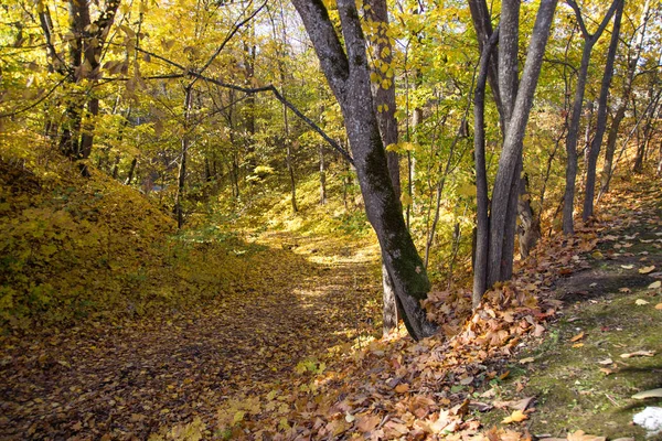 golden trees autumn, golden lists, way