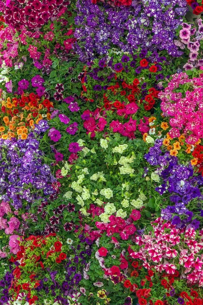 Fundo Flores Multicoloridas Feitas Diferentes Tipos Flores — Fotografia de Stock