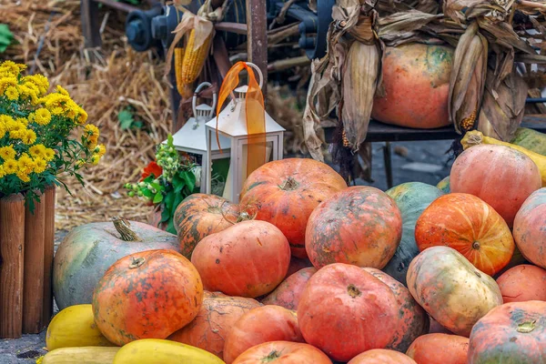 Pumpkins Mısır Lambalar Ile Sonbahar Düzenleme — Stok fotoğraf