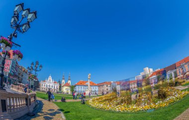 Romanya 'nın Timisoara kentinde çiçek desenleri