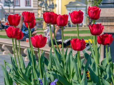 Romanya 'nın Timisoara kentinde çiçek desenleri