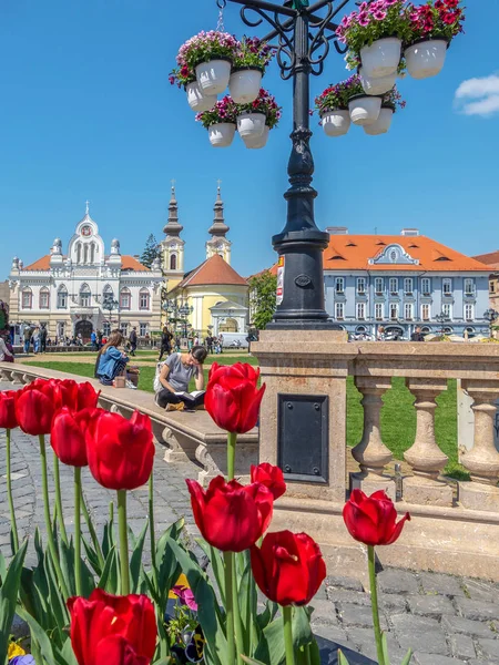 Romanya 'nın Timisoara kentinde çiçek desenleri — Stok fotoğraf