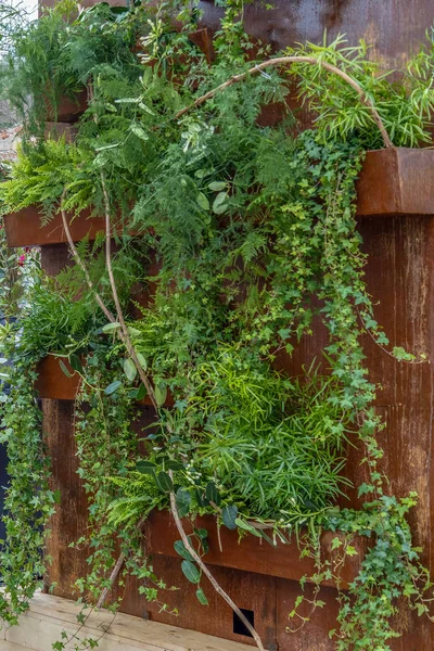 Sfondo con bella decorazione vegetale — Foto Stock