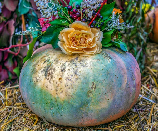 Arrangement with pumpkins — Stock Photo, Image