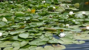 Romanya 'nın Tuna Deltası' nda zambaklar.