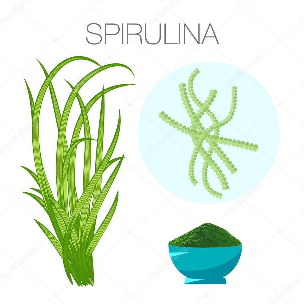 Set of spirulina algae, tablets, pills, powder and cells on white background. Arthrospira seaweed dietary supplement image.