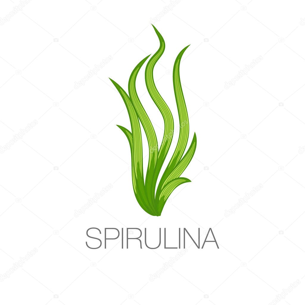Spirulina algae icon on white background. Arthrospira seaweed dietary supplement image. Vegetarian food. Vector Illustration.