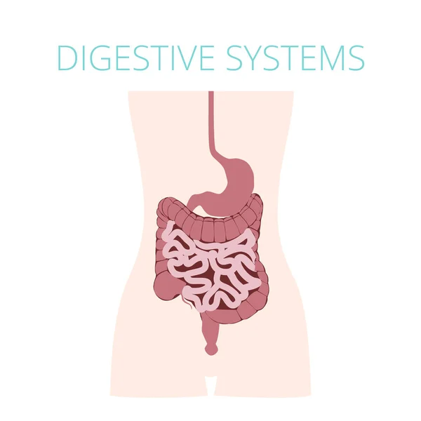 Sistema Digestivo Humano Diseño Ilustración Vectorial — Vector de stock