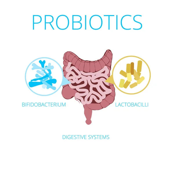 Concepto Vector Flora Intestinal Con Iconos Probióticos Probióticos Imagen Visual — Archivo Imágenes Vectoriales