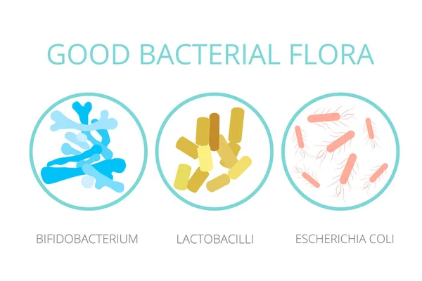 İyi bakteri flora. Lactobacilli, bifidobakteri, Escherichia coli infographics, beyaz arka plan üzerinde izole simgesi. Probiyotikler vektör kavramı. Vektör çizim.