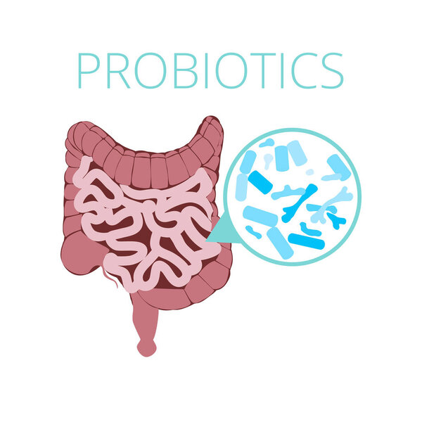 Intestinal flora vector concept with probiotics icons. Probiotics image visual, bacteria Lactobacillus, bifidobacterium, vector illustration