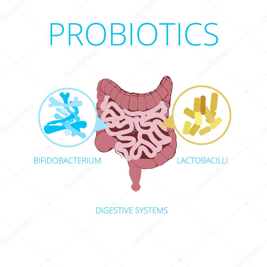 Intestinal flora vector concept with probiotics icons. Probiotics image visual, bacteria Lactobacillus, bifidobacterium, vector illustration