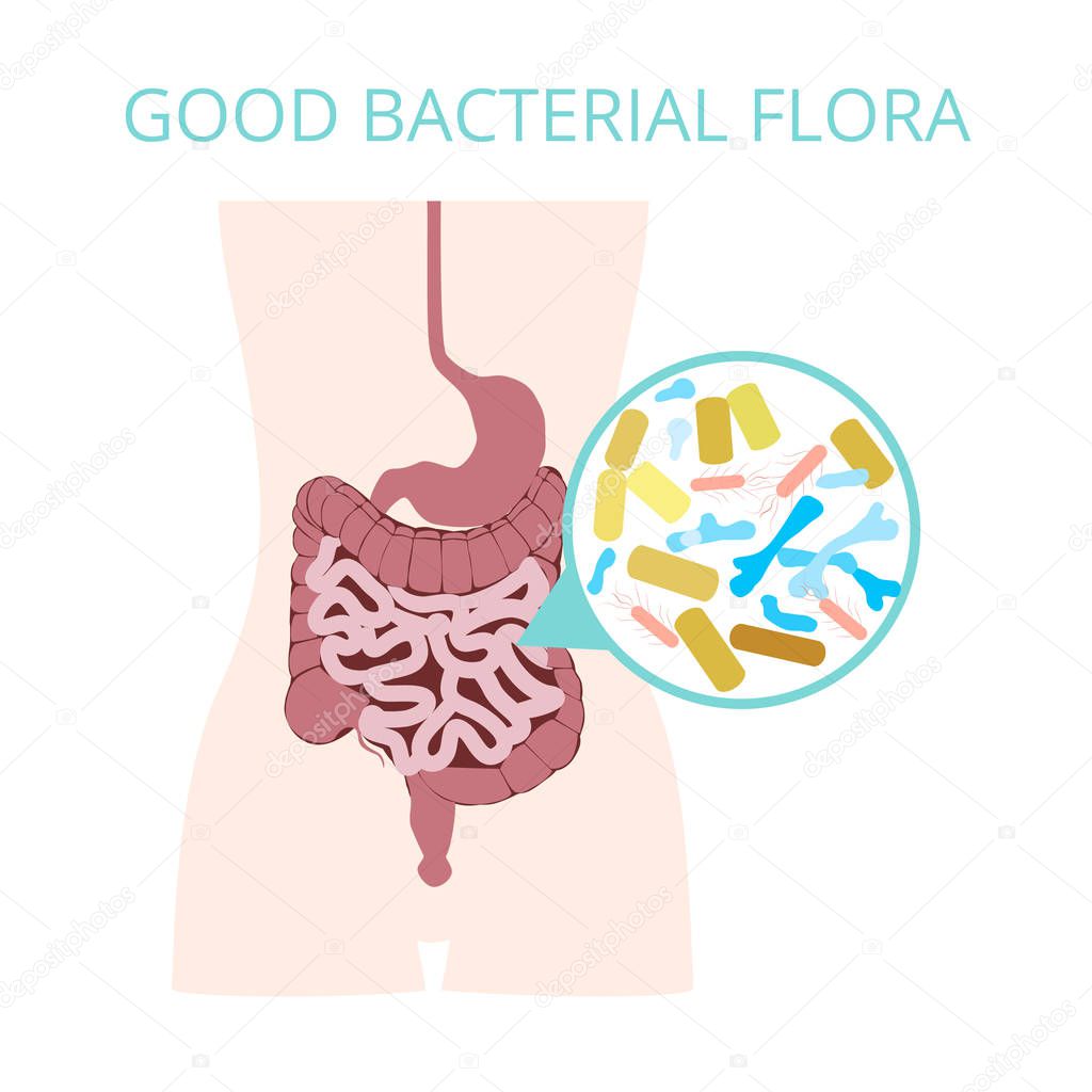 Good bacterial flora. Lactobacilli, bifidobacteria, Escherichia coli infographics, isolated on white background. Probiotics vector concept. Vector illustration.