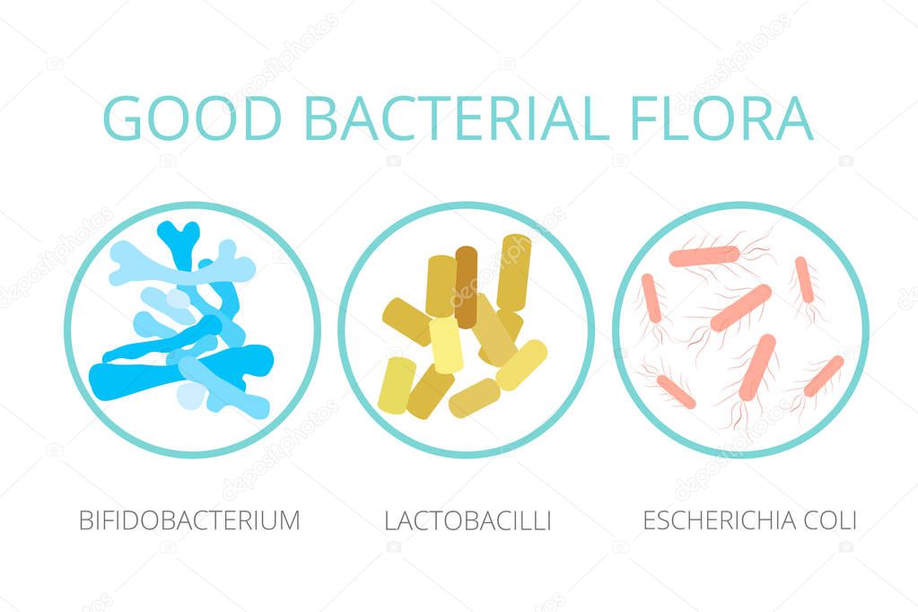 Good bacterial flora. Lactobacilli, bifidobacteria, Escherichia coli infographics, icon isolated on white background. Probiotics vector concept. Vector illustration.